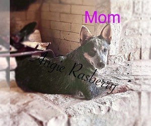 Mother of the Australian Cattle Dog puppies born on 12/21/2023