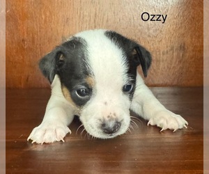Rat Terrier Puppy for sale in WHITAKERS, NC, USA