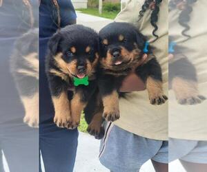 Rottweiler Puppy for sale in COCONUT CREEK, FL, USA