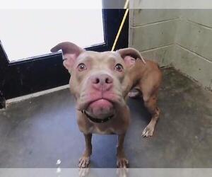 Mutt Dogs for adoption in Tulsa, OK, USA
