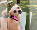 Small Photo #4 Cheeks Puppy For Sale in San Diego, CA, USA
