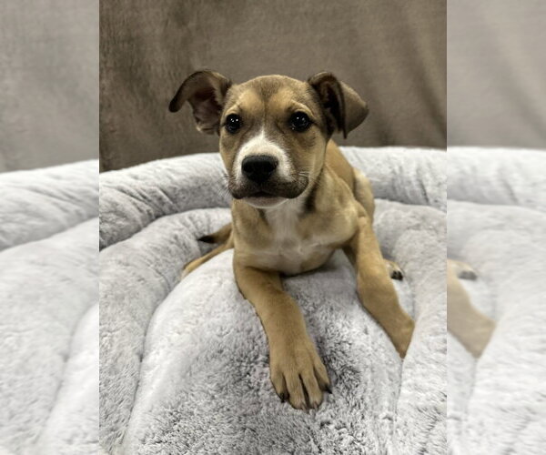Medium Photo #7 German Shepherd Dog-Unknown Mix Puppy For Sale in Lakewood, CO, USA
