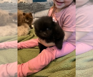 Pomeranian Puppy for sale in LISBON, NY, USA