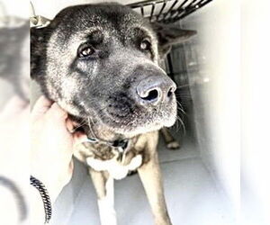 Akita-Unknown Mix Dogs for adoption in Houston, TX, USA