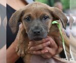 Small #2 Australian Shepherd Mix