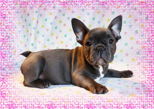 Medium Photo #9 French Bulldog Puppy For Sale in ADRIAN, MI, USA