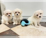 Small #3 Maltese Mix