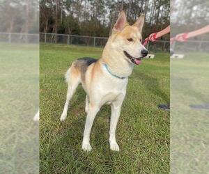 Siberian Husky-Unknown Mix Dogs for adoption in Naples, FL, USA