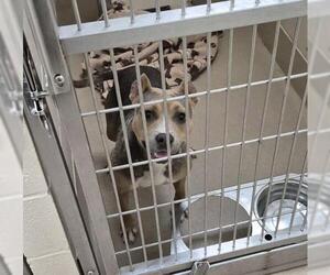 Mutt Dogs for adoption in Decatur, IL, USA