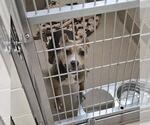 BLUEBERRY CREAM CHEESE - Female Mutt Dog for Adoption - Small photo