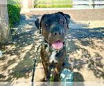 Small #1 Mastiff