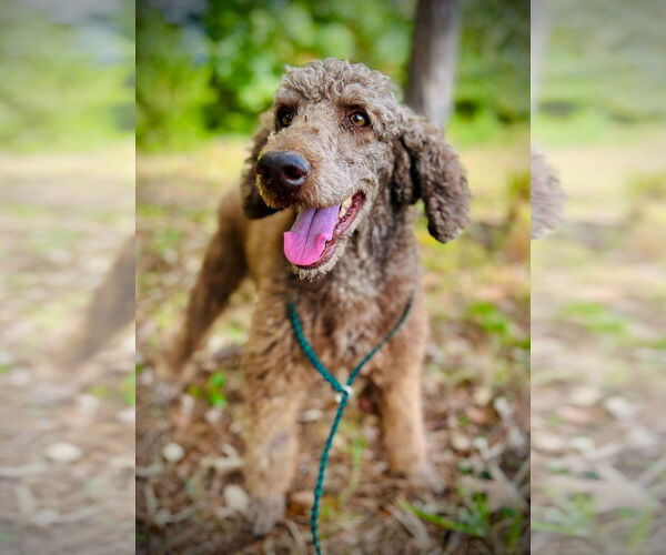 Medium Photo #4 Poodle (Standard) Puppy For Sale in Pacolet, SC, USA