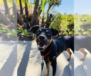 Doberman Pinscher Dogs for adoption in Santa Barbara, CA, USA
