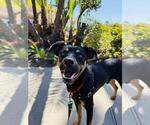 Small Doberman Pinscher