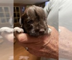 Small #2 Schnauzer (Miniature)