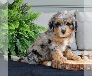 Bernedoodle (Miniature) Puppy for sale in NARVON, PA, USA
