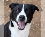 Small Border Collie Mix