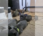 Small #29 French Bulldog