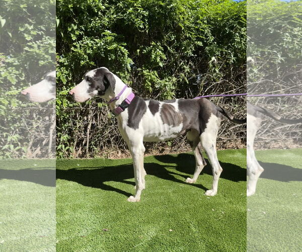 Medium Photo #4 Great Dane Puppy For Sale in Goodyear, AZ, USA