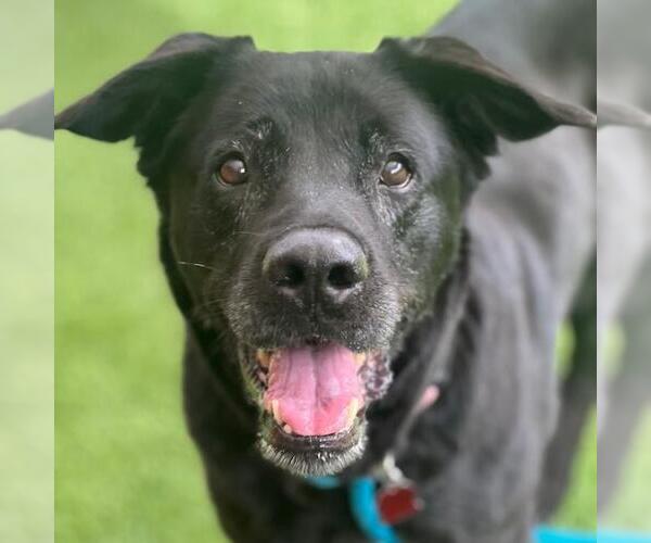 Medium Photo #3 Labrador Retriever-Unknown Mix Puppy For Sale in San Diego, CA, USA