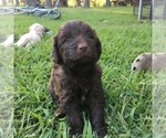 Small Photo #2 Goldendoodle Puppy For Sale in TERRY, MS, USA