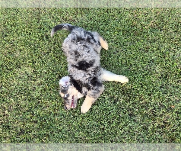 Medium Photo #4 Aussiedoodle Puppy For Sale in WILLS POINT, TX, USA