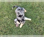 Small #3 Aussiedoodle