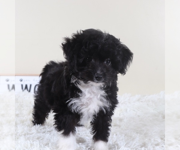 Medium Photo #1 Aussiedoodle Toy Puppy For Sale in MOUNT VERNON, OH, USA