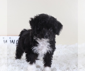 Aussiedoodle Toy Puppy for sale in MOUNT VERNON, OH, USA
