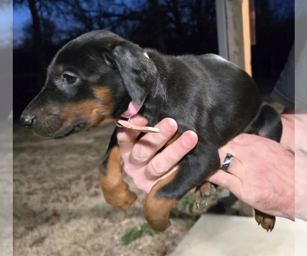 Medium Photo #18 Doberman Pinscher Puppy For Sale in BEGGS, OK, USA