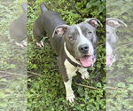 Small #1 American Pit Bull Terrier-Staffordshire Bull Terrier Mix