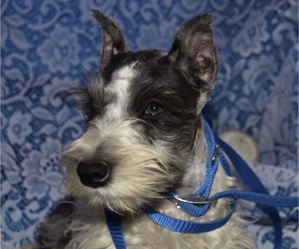 Medium Photo #1 Schnauzer (Miniature) Puppy For Sale in CASSVILLE, MO, USA