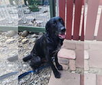 Small #1 Great Dane-Labrador Retriever Mix
