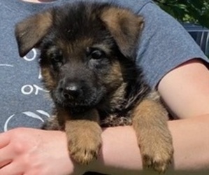 German Shepherd Dog Puppy for sale in ANNANDALE ESTATES, IN, USA