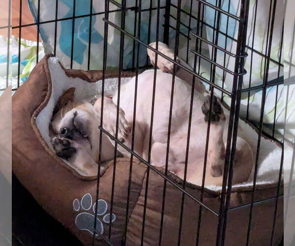 Medium Photo #6 Chihuahua-Unknown Mix Puppy For Sale in pomfret, CT, USA