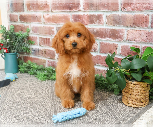 Medium Photo #6 Cavapoo (Miniature) Puppy For Sale in SYRACUSE, IN, USA