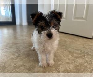 Yorkshire Terrier Puppy for sale in APPLE VALLEY, CA, USA
