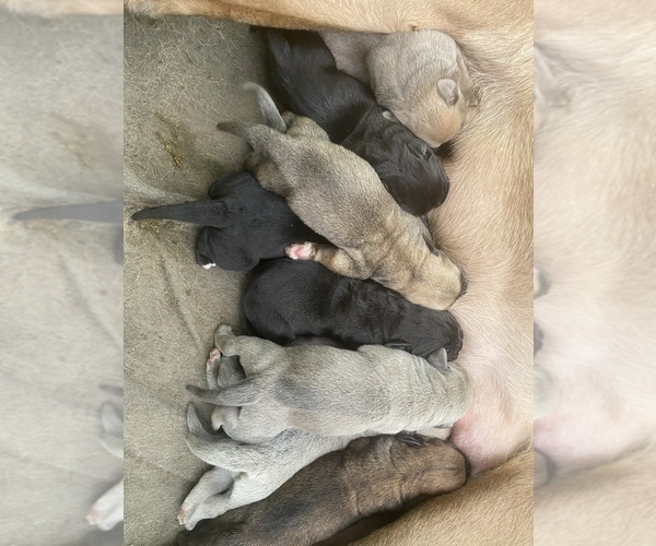 Medium Photo #43 Cane Corso Puppy For Sale in SEBASTOPOL, CA, USA