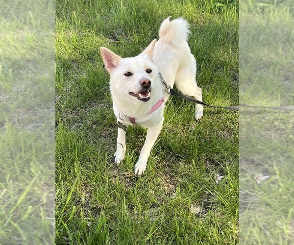Medium Photo #1 Shiba Inu Puppy For Sale in MANCHESTER, NH, USA
