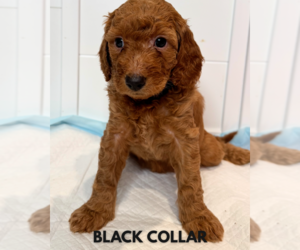 Goldendoodle Puppy for sale in WHITE PLAINS, MD, USA