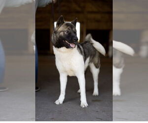 Akita Dogs for adoption in Pottstown, PA, USA