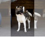 Small Photo #4  Puppy For Sale in , 