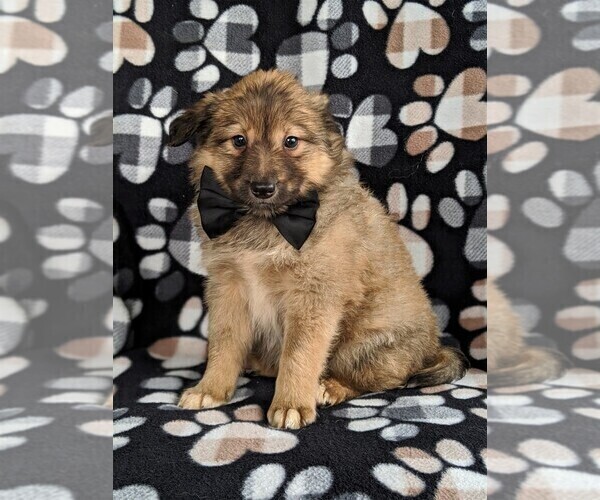Medium Photo #3 Shetland Sheepdog-Unknown Mix Puppy For Sale in PEACH BOTTOM, PA, USA