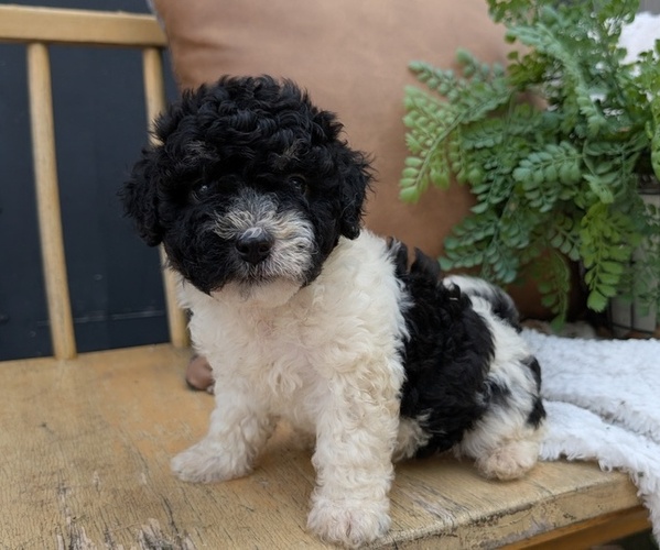 Medium Photo #1 Poovanese Puppy For Sale in GOSHEN, IN, USA