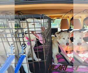 Athena & Iris - Female Siberian Husky Dog for Adoption - Photo #2