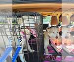 Small #1 Siberian Husky