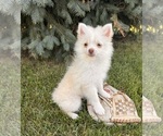 Image preview for Ad Listing. Nickname: Gideon