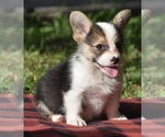 Small #1 Pembroke Welsh Corgi