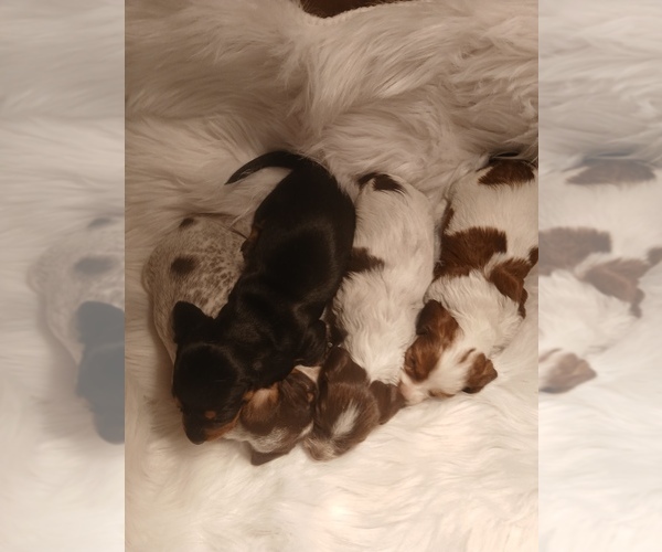 Medium Photo #1 Dachshund Puppy For Sale in MULBERRY GROVE, IL, USA