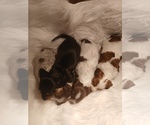 Small Dachshund